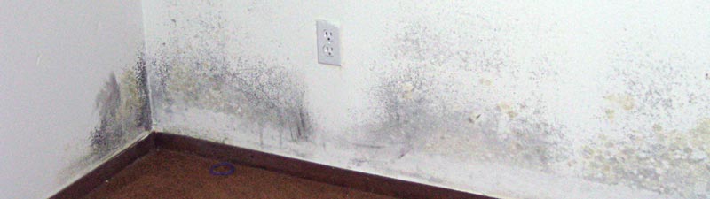 Mould Removal by A.P. Hurley in Woodstock